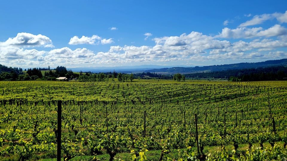 The bethel heights vineyards in the eola amity hills copy