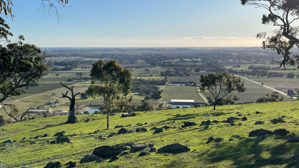 Views over the barossa valley floor from menglers hill copy
