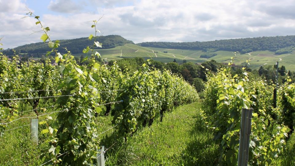 Sun kissed jura vineyards in july 2024. copy