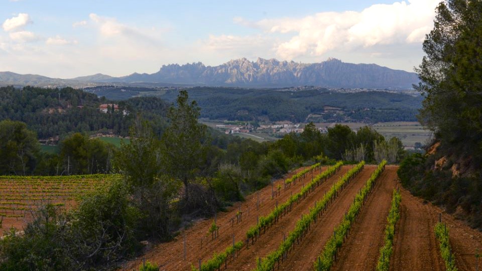 Montserrat is a mountain range as distinctive as it is omnipresent in catalonia. this view is from the sabat%c3%a9 i coca vineyards  near the bitlles river  on the outskirts of vilafranca del pened%c3%a8s.