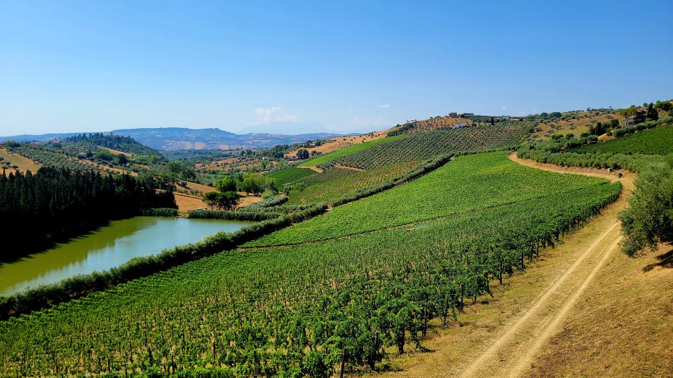 The vineyars of nicodemi in the subregion of teramo copy