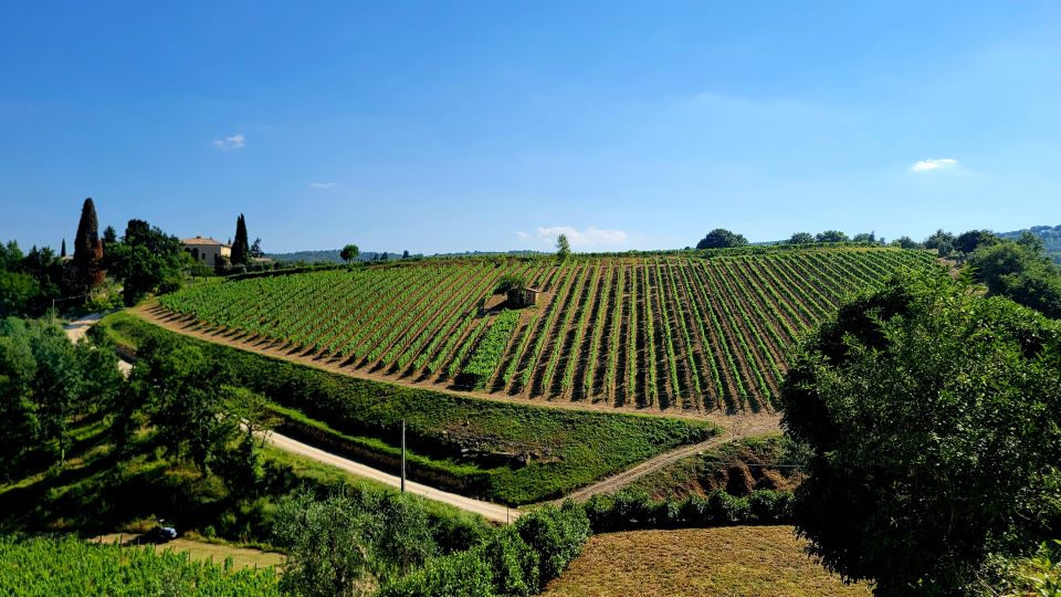 The historic vineyards of conti costanti as seen from the winery copy