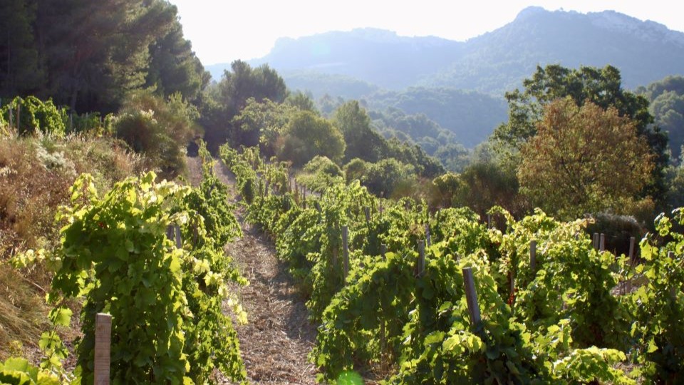 Clairette grapes in gigondas waking up to a crisp september morning. copycover %281%29