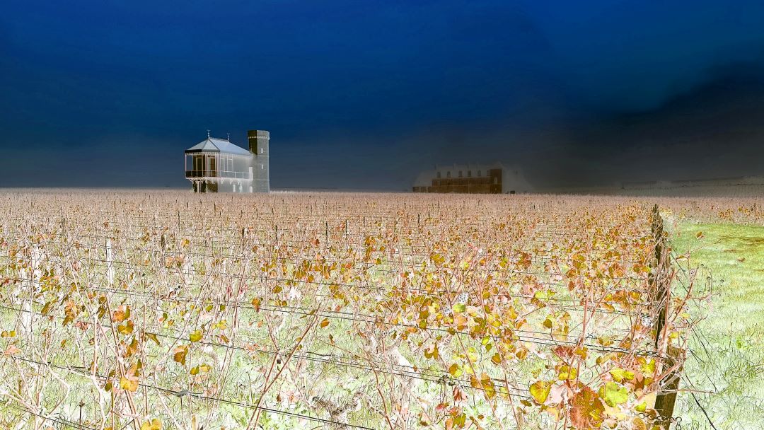 Uploads 1737048386243 vinous burgundy market cover