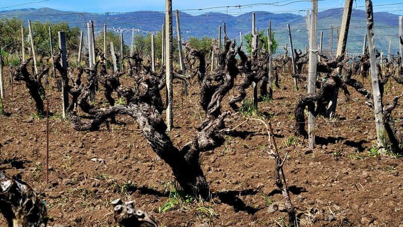 Velvety dunes of ash at the porcaria vineyard within contrada fuedo di mezzo