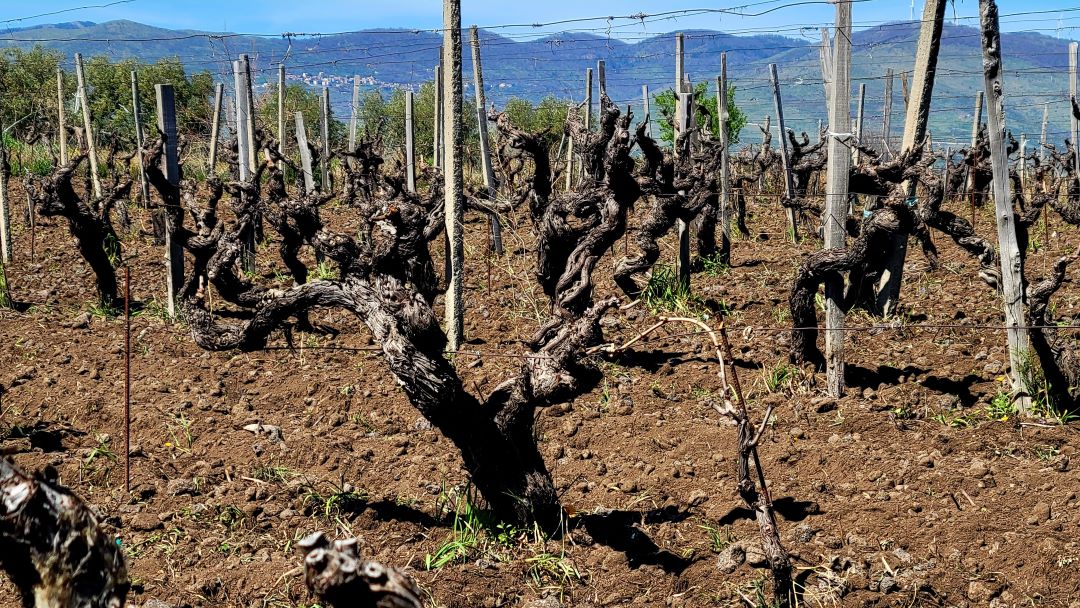 Velvety dunes of ash at the porcaria vineyard within contrada fuedo di mezzo