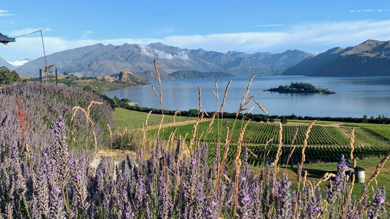 Uploads 1753797794656 is there a more bucket list vineyard to visit than rippon in central otago vinous %281%29