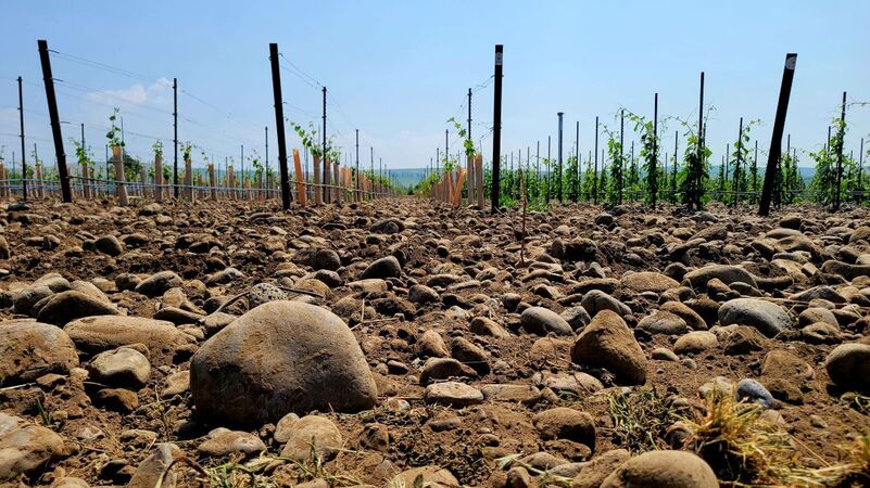 Deep in the rocks of milton freewater oregon cover vinous