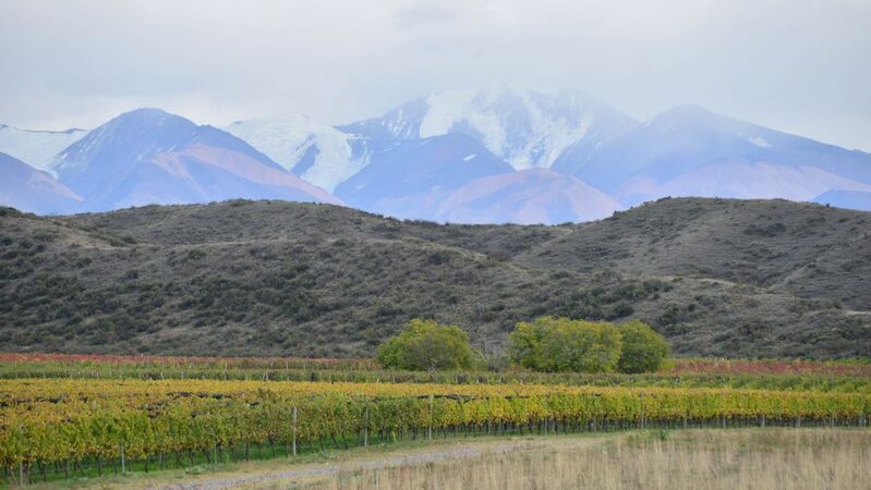 Argentina whites 2 vinous