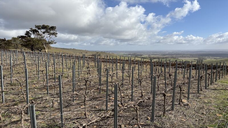 Barossa clare cover
