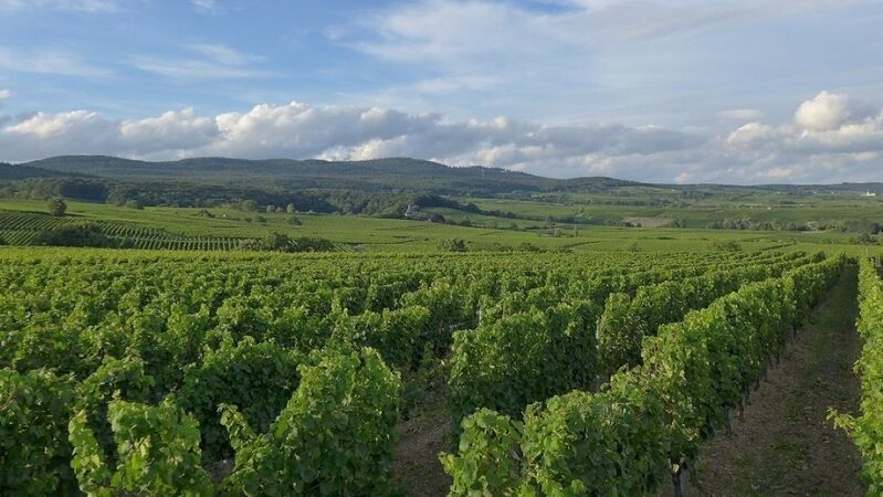 Rheingau cover