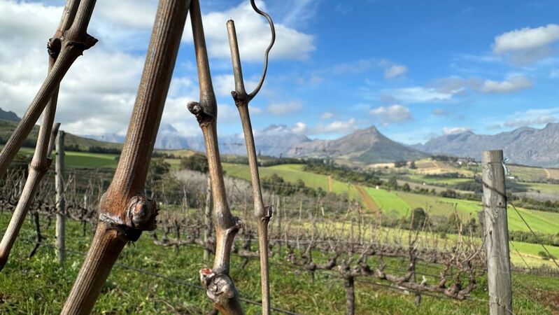 South africa cover vinous %281%29