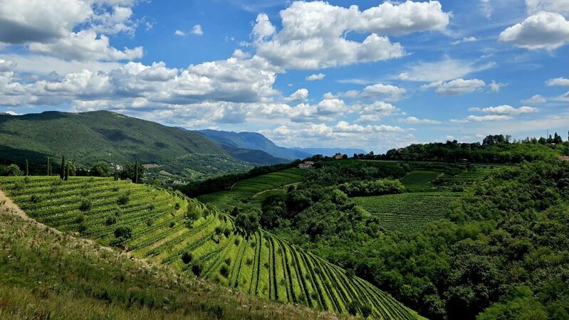Friuli cover vinous
