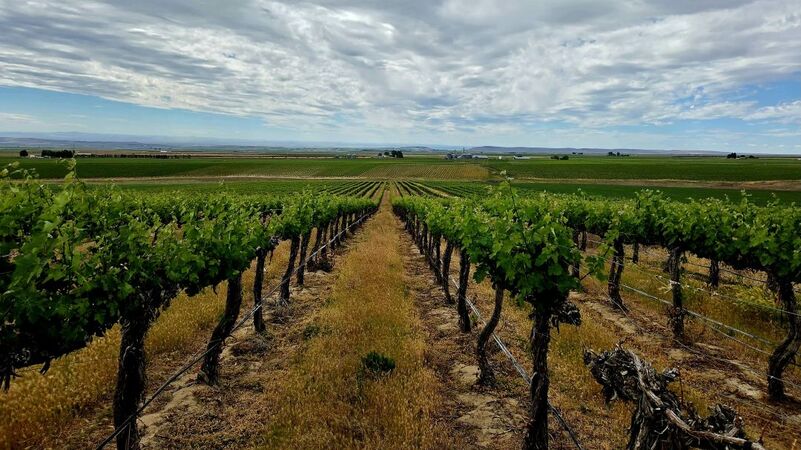 Washington state cover vinous