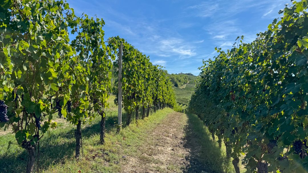 Barbaresco cover rombone vinous