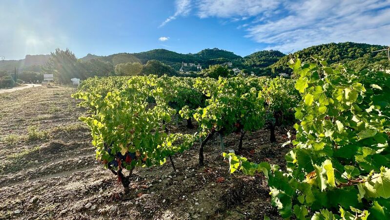Gigondas vines vinous