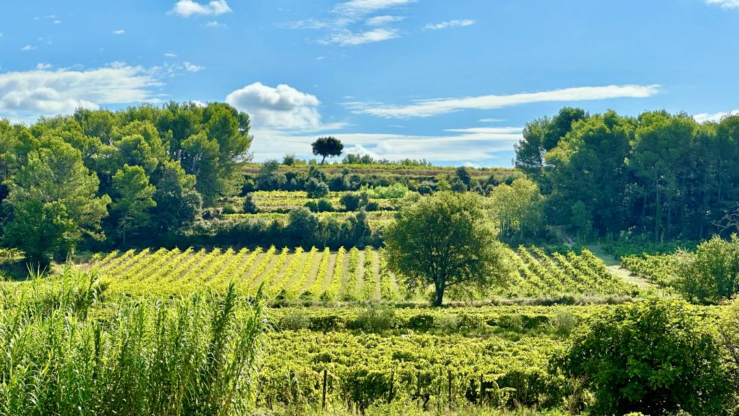 Vacqueyras cover vinous