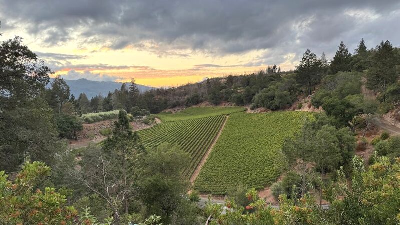 Napa 2025 cover vinous