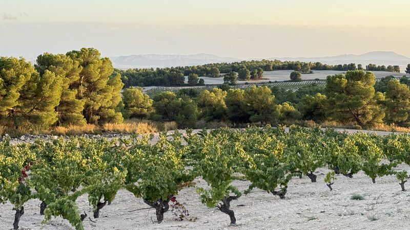 Catalunya cover vinous