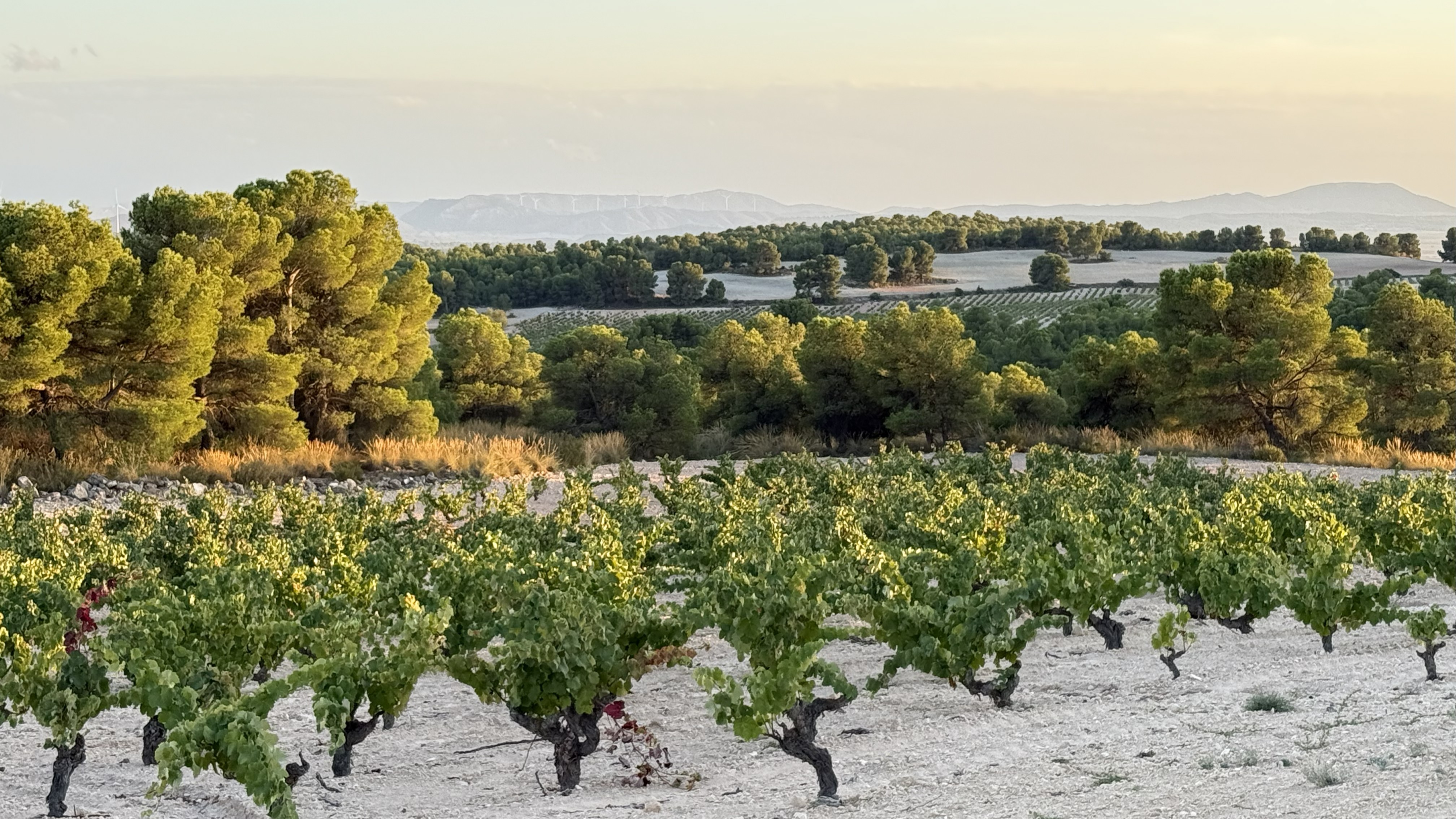 Catalunya cover vinous