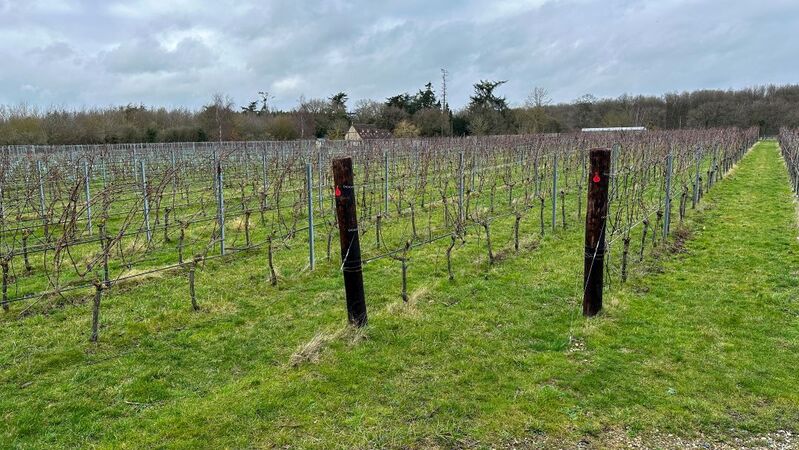 English cover vinous