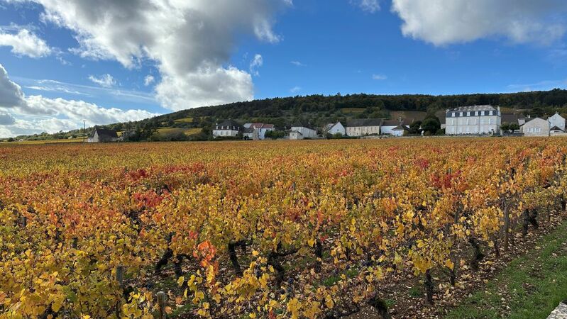 Burgundy 2026 cover vinous