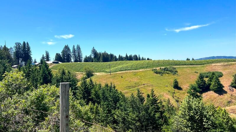 Sonoma preview 2026 cover vinous