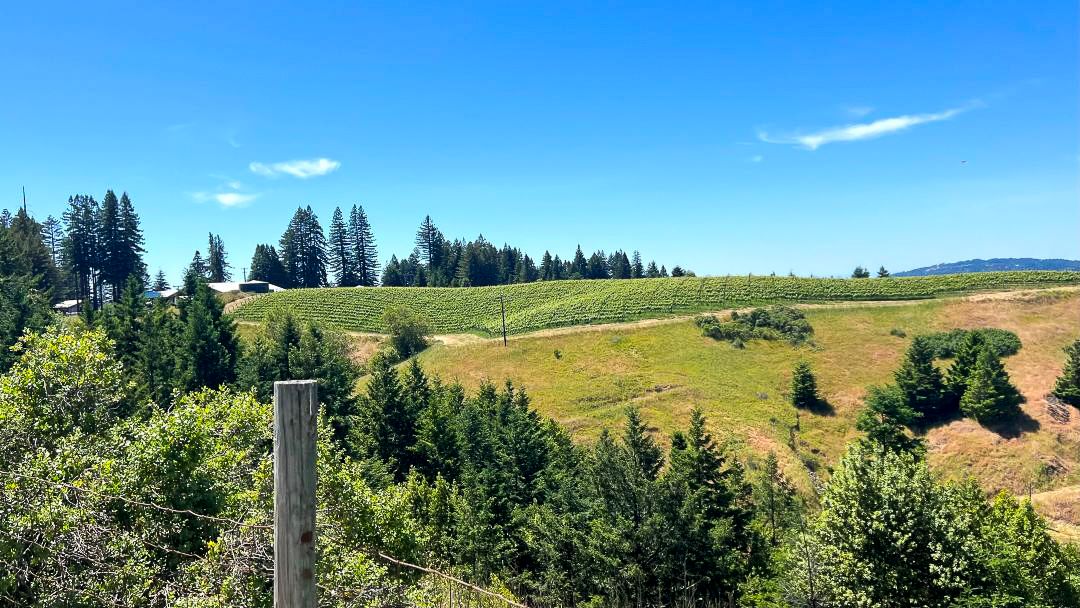 Sonoma preview 2026 cover vinous