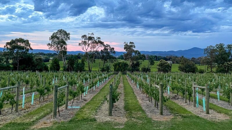 Aussie syrah cover vinous