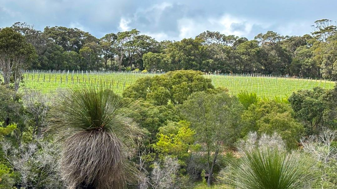 Margaret river cover vinous