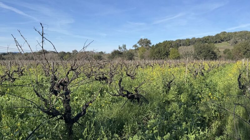 Limerick lane vinous