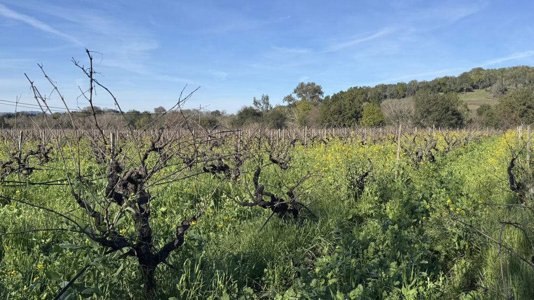 Limerick lane vinous