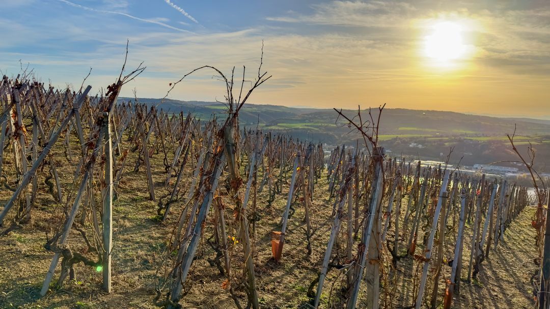 Cote rotie syrah vinous