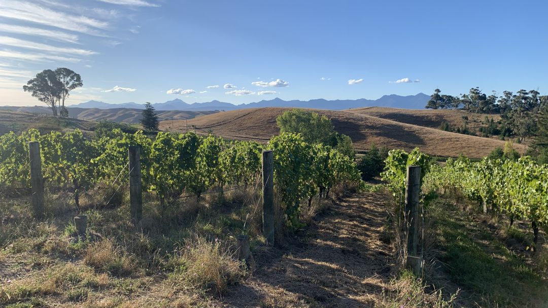 Uploads 1771869372245 nz whites cover vinous