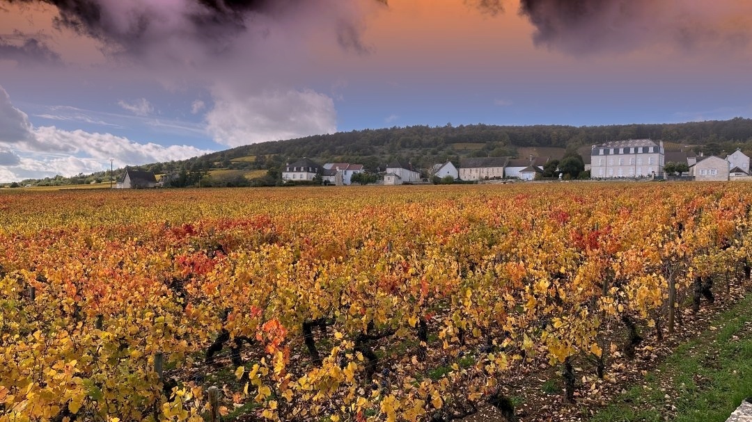 Burgundy market report cover vinous