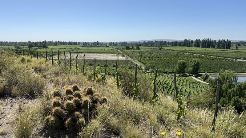 Northern mendoza cover vinous