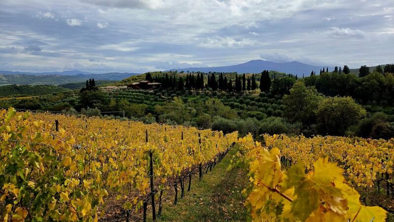 Rosso di montalcino cover vinous