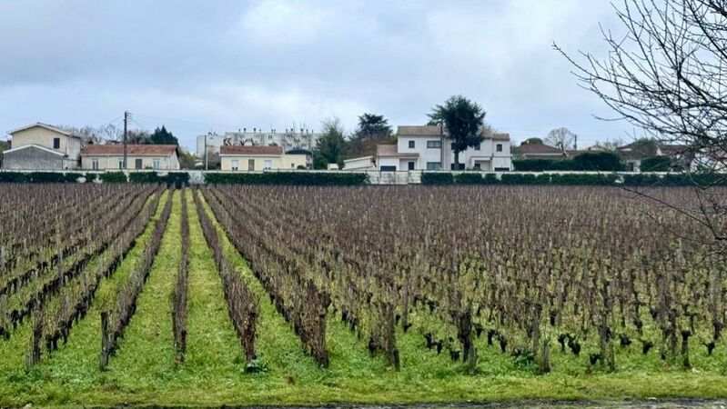 2023 bordeaux in bottle vinous