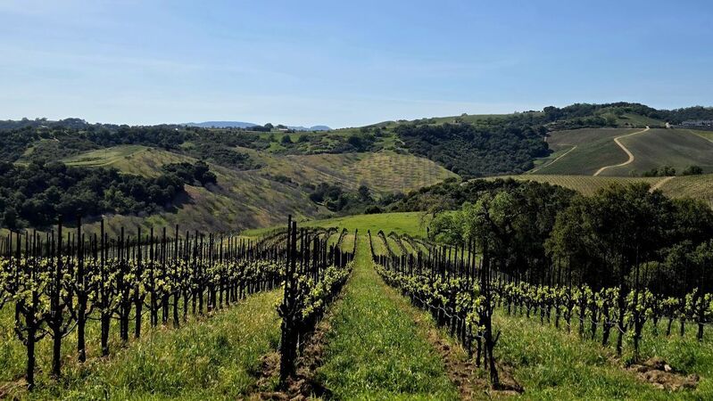 Paso robles cover vinous