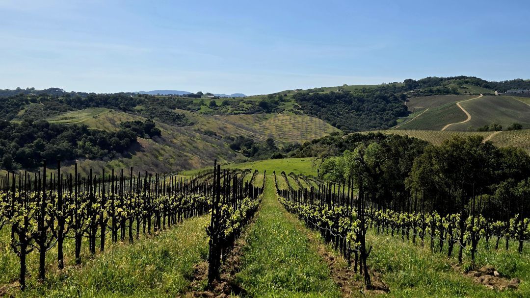 Paso robles cover vinous