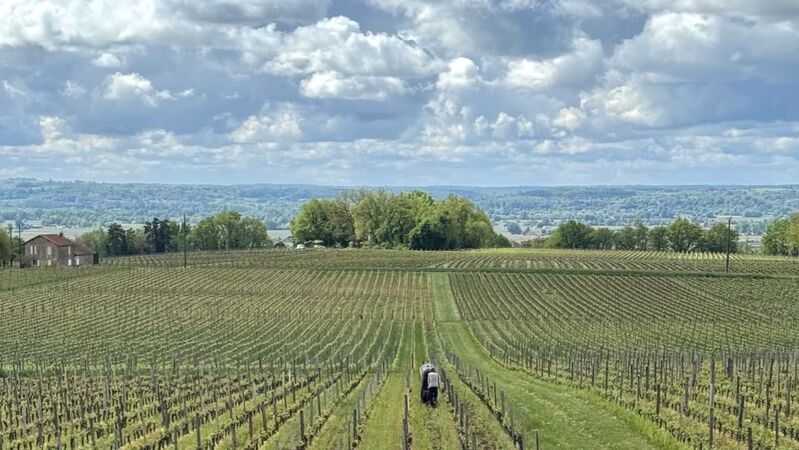 2025 bordeaux cover ag vinous