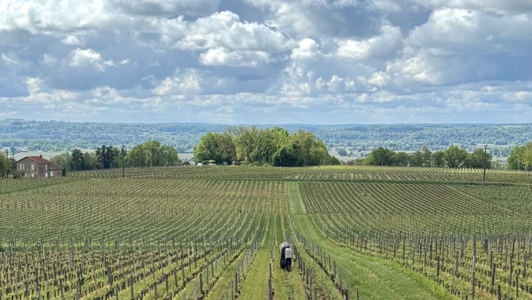 2025 bordeaux cover ag vinous