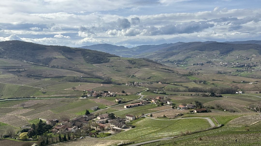 Beaujolais cover vinous