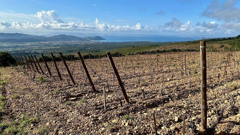 Southern france cover vinous