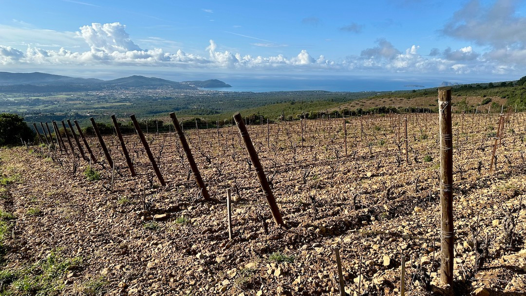 Southern france cover vinous