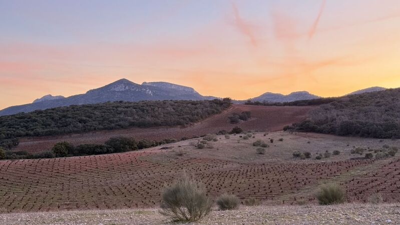 Navarra and aragon cover vinous