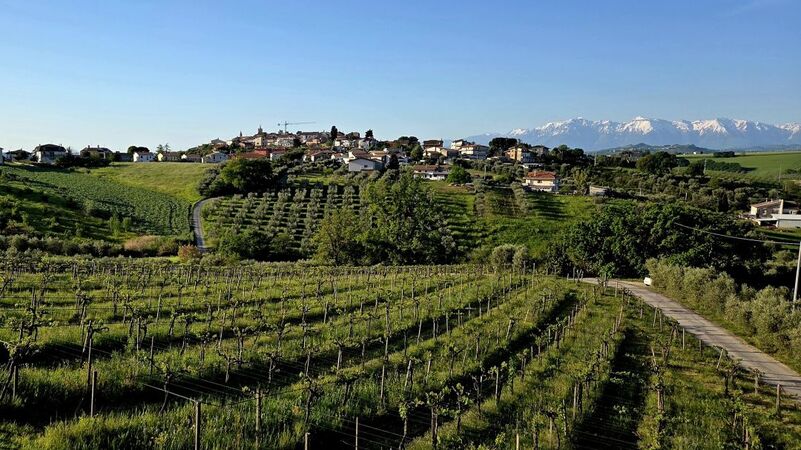 Abruzzo cover 2026 torano nuovo in the province of teramo  abruzzo  a key part of the colline teramane docg vinous