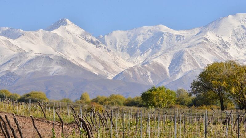 Argentinian white wines cover vinous