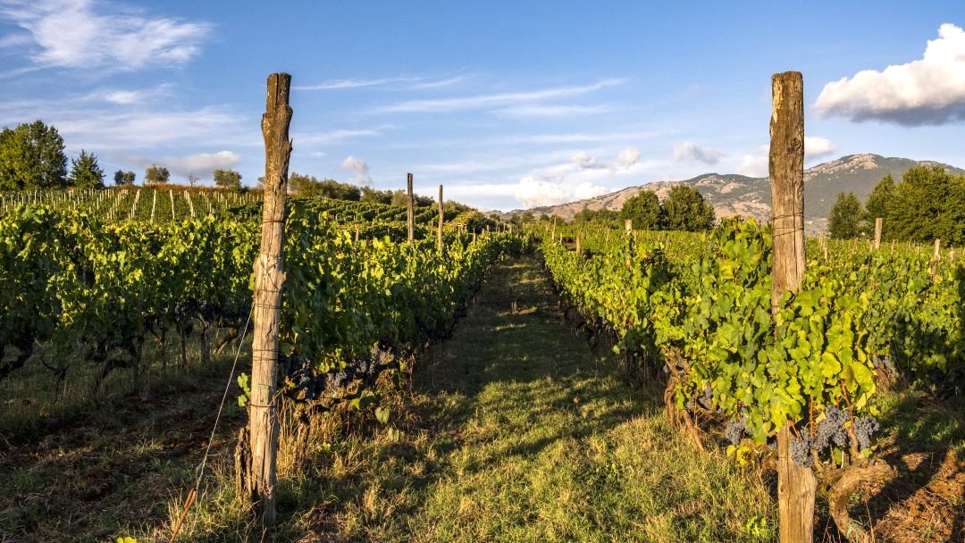 Lazio cover vinous
