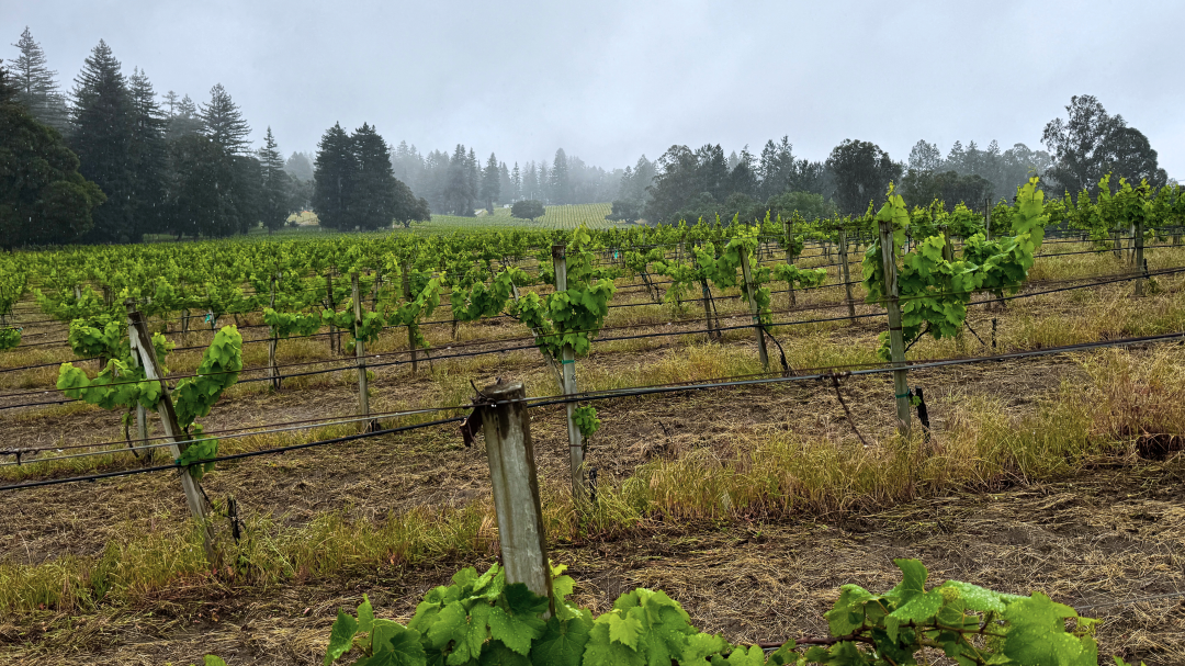 Santa cruz mountains cover vinous